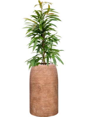 Ficus binnendijkii 'Amstel King' en Colorado
