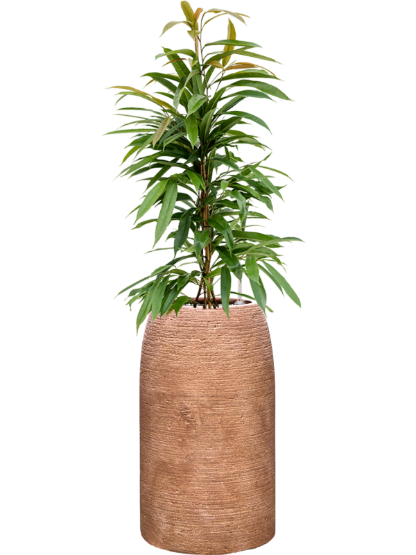 Ficus binnendijkii 'Amstel King' en Colorado, Private label