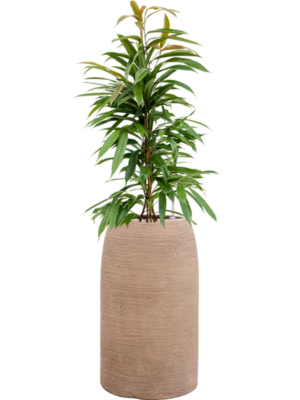 Ficus binnendijkii 'Amstel King' en Colorado