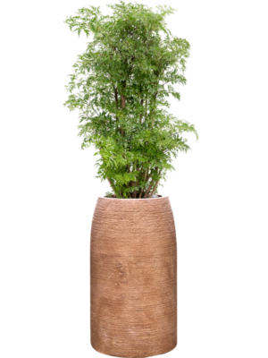 Aralia (Polyscias) 'Ming' en Colorado
