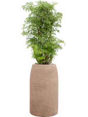 Aralia (Polyscias) 'Ming' en Colorado