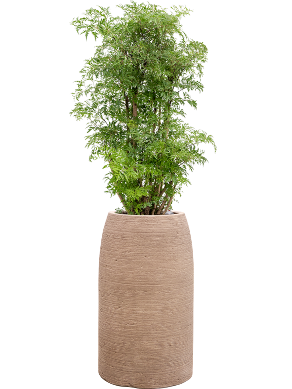 Aralia (Polyscias) 'Ming' en Colorado, Private label