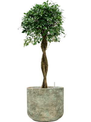 Ficus microcarpa 'Nitida' en Mont Blanc