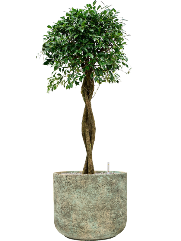 Ficus microcarpa 'Nitida' en Mont Blanc, Private Label