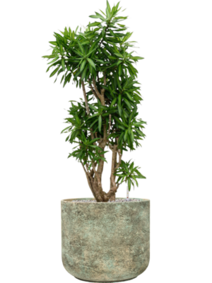 Pleomele (Dracaena) reflexa 'Song of Jamaica' en Mont Blanc