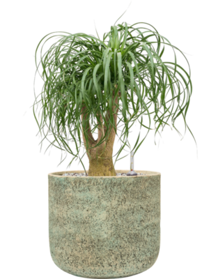 Beaucarnea recurvata en Mont Blanc