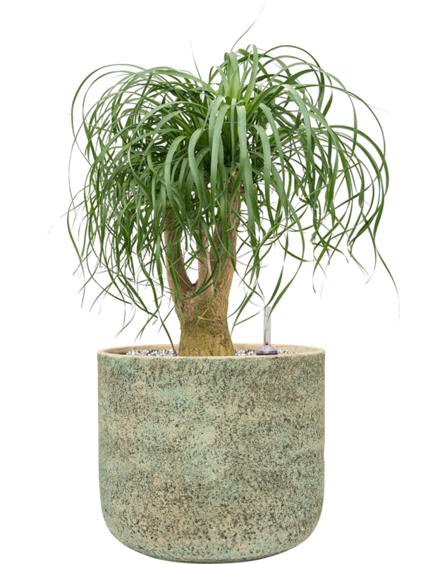 Beaucarnea recurvata en Mont Blanc, Private label