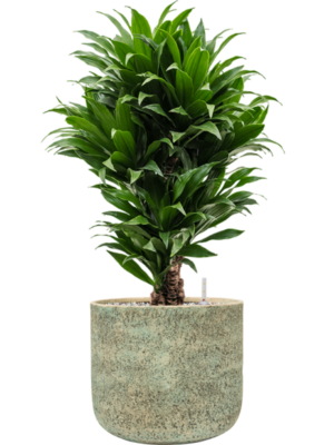 Dracaena fragrans 'Compacta' en Mont Blanc