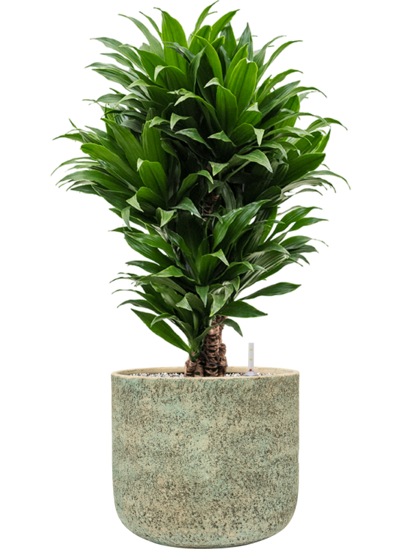 Dracaena fragrans 'Compacta' en Mont Blanc, Private Label