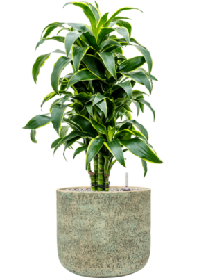 Dracaena fragrans 'Dorado' en Mont Blanc