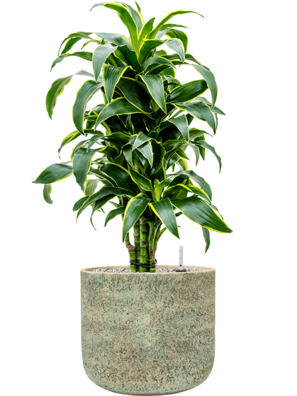 Dracaena fragrans 'Dorado' en Mont Blanc, Private Label