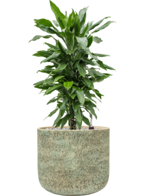 Dracaena fragrans 'Janet Lind' en Mont Blanc