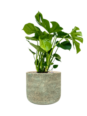 Monstera deliciosa en Mont Blanc