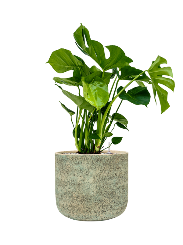 Monstera deliciosa en Mont Blanc, Private label