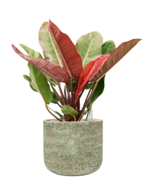 Philodendron 'Prince of Orange' en Mont Blanc