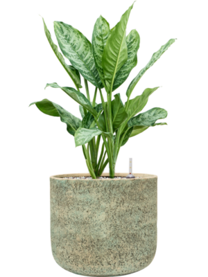 Aglaonema 'Chantal' en Mont Blanc