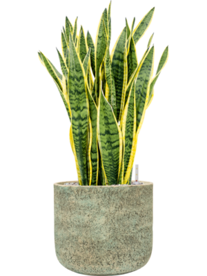 Sansevieria trifasciata 'Laurentii' en Mont Blanc