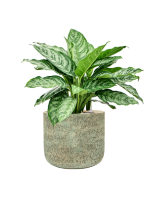 Aglaonema 'Chantal' en Mont Blanc