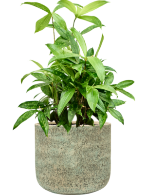 Dracaena surculosa en Mont Blanc