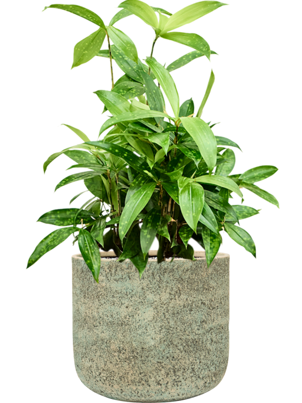 Dracaena surculosa en Mont Blanc, Private label