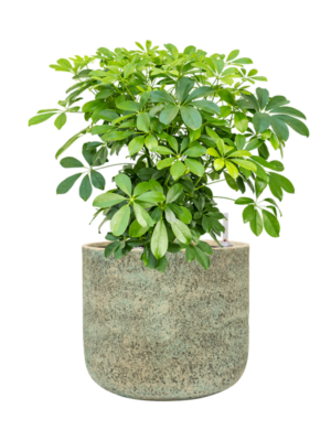 Schefflera arboricola 'Compacta' en Mont Blanc