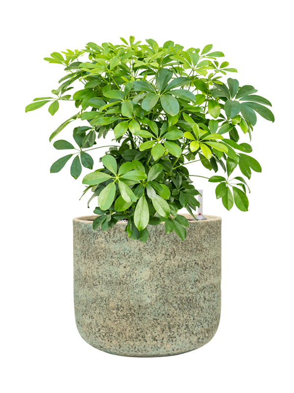 Schefflera arboricola 'Compacta' en Mont Blanc, Private label