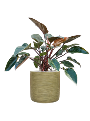 Philodendron 'Red Beauty' en Baq Dune