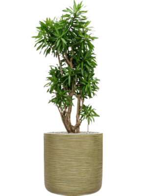 Pleomele (Dracaena) reflexa 'Song of Jamaica' en Baq Dune