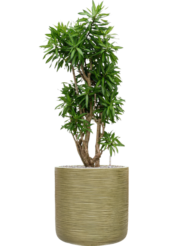 Pleomele (Dracaena) reflexa 'Song of Jamaica' en Baq Dune
