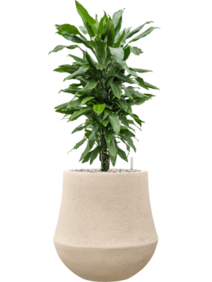 Dracaena 'Janet Lind' en Baq Polystone Coated Plain