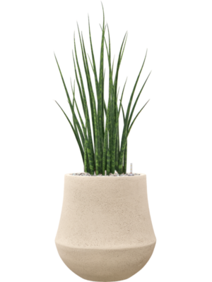 Sansevieria 'Fernwood Mikado' en Baq Polystone Coated Plain