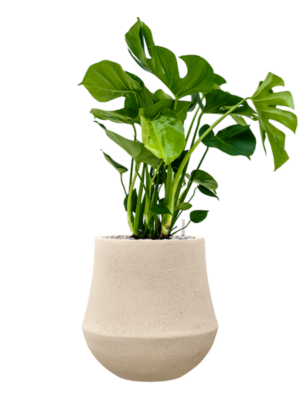 Monstera deliciosa en Baq Polystone Coated Plain