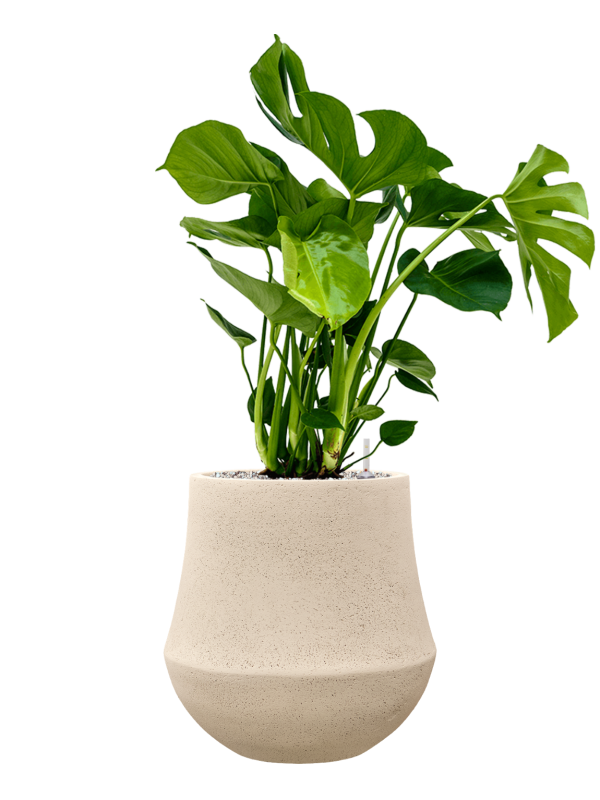 Monstera deliciosa en Baq Polystone Coated Plain