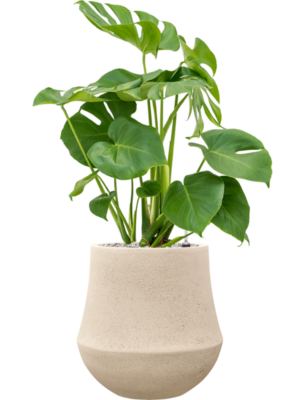 Monstera deliciosa en Baq Polystone Coated Plain