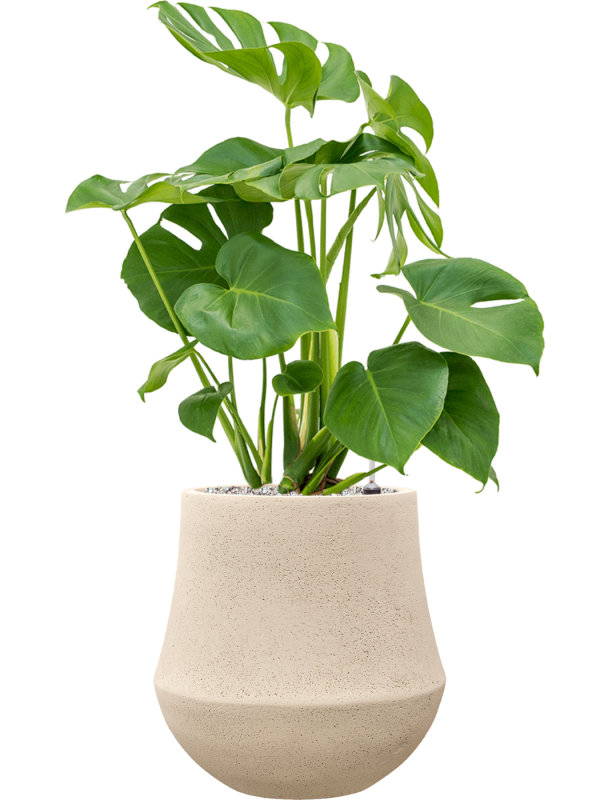 Monstera deliciosa en Baq Polystone Coated Plain