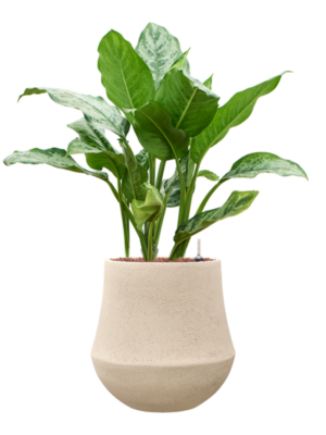 Aglaonema 'Chantal' en Baq Polystone Coated Plain