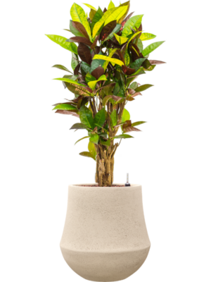 Croton 'Mrs. Iceton' en Baq Polystone Coated Plain