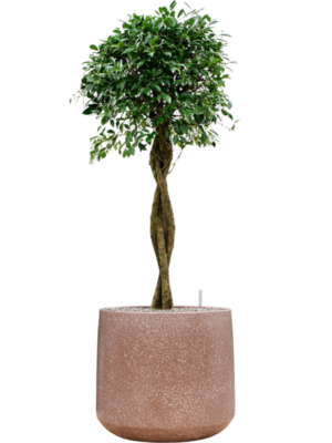 Ficus microcarpa 'Nitida' en Baq Terrazzo
