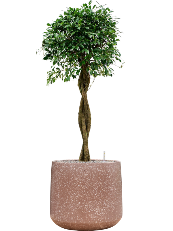 Ficus microcarpa 'Nitida' en Baq Terrazzo