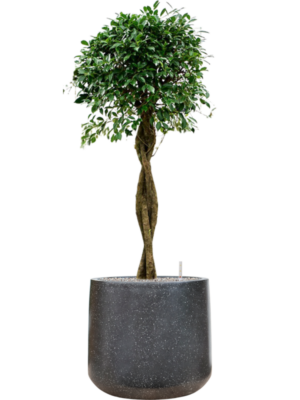 Ficus microcarpa 'Nitida' en Baq Terrazzo