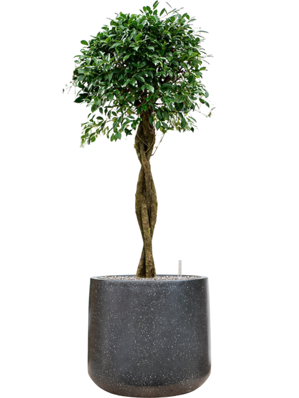 Ficus microcarpa 'Nitida' en Baq Terrazzo