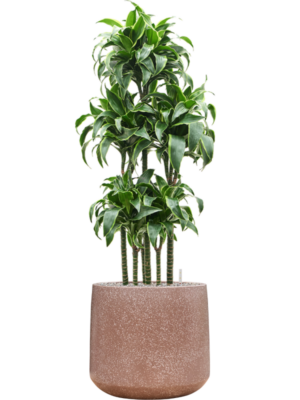 Dracaena fragrans 'Dorado' en Baq Terrazzo