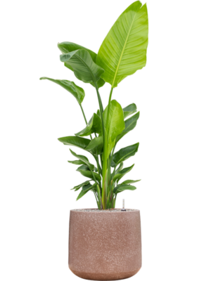 Strelitzia nicolai (140-160) en Baq Terrazzo