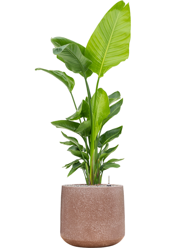 Strelitzia nicolai (140-160) en Baq Terrazzo