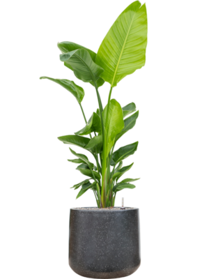 Strelitzia nicolai (140-160) en Baq Terrazzo