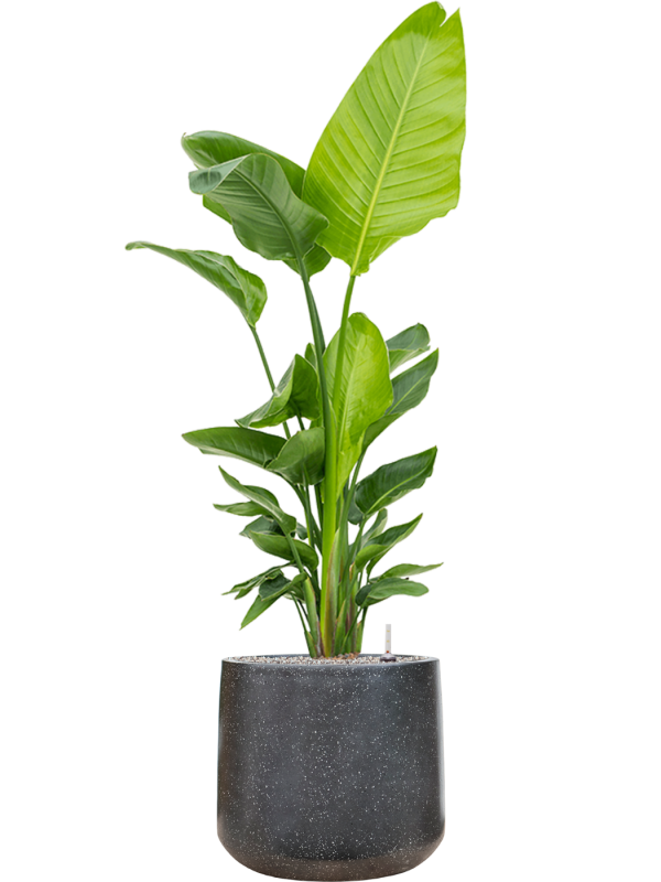 Strelitzia nicolai (140-160) en Baq Terrazzo