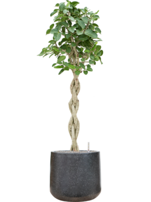 Ficus benghalensis 'Audrey' en Baq Terrazzo