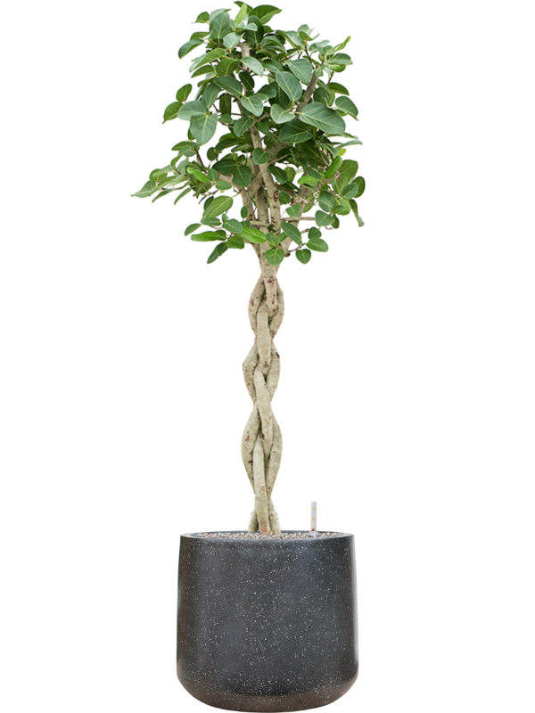 Ficus benghalensis 'Audrey' en Baq Terrazzo