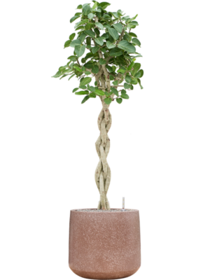 Ficus benghalensis 'Audrey' en Baq Terrazzo