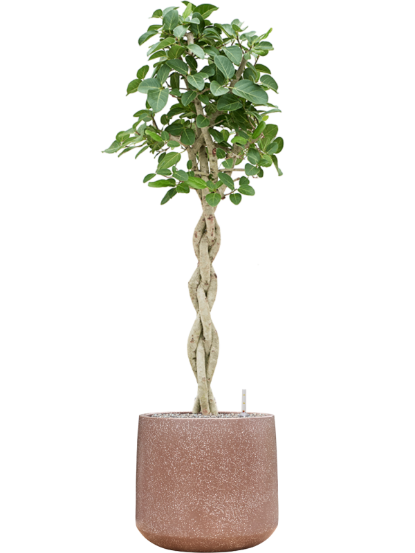 Ficus benghalensis 'Audrey' en Baq Terrazzo
